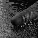 Realistyczne Dildo Wibrujące Softee TPE, 10 Cali, Ładowalne (Czarne)