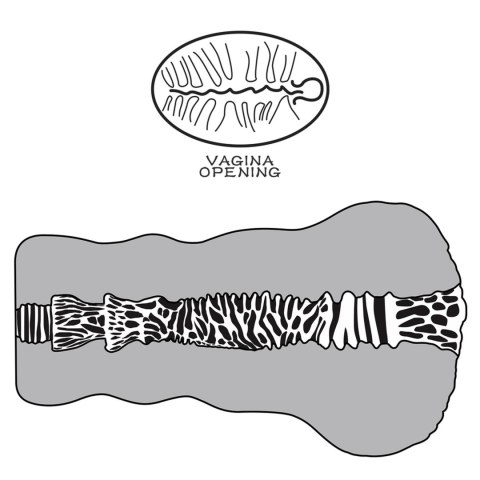 Masturbator "Raj Obcych"
